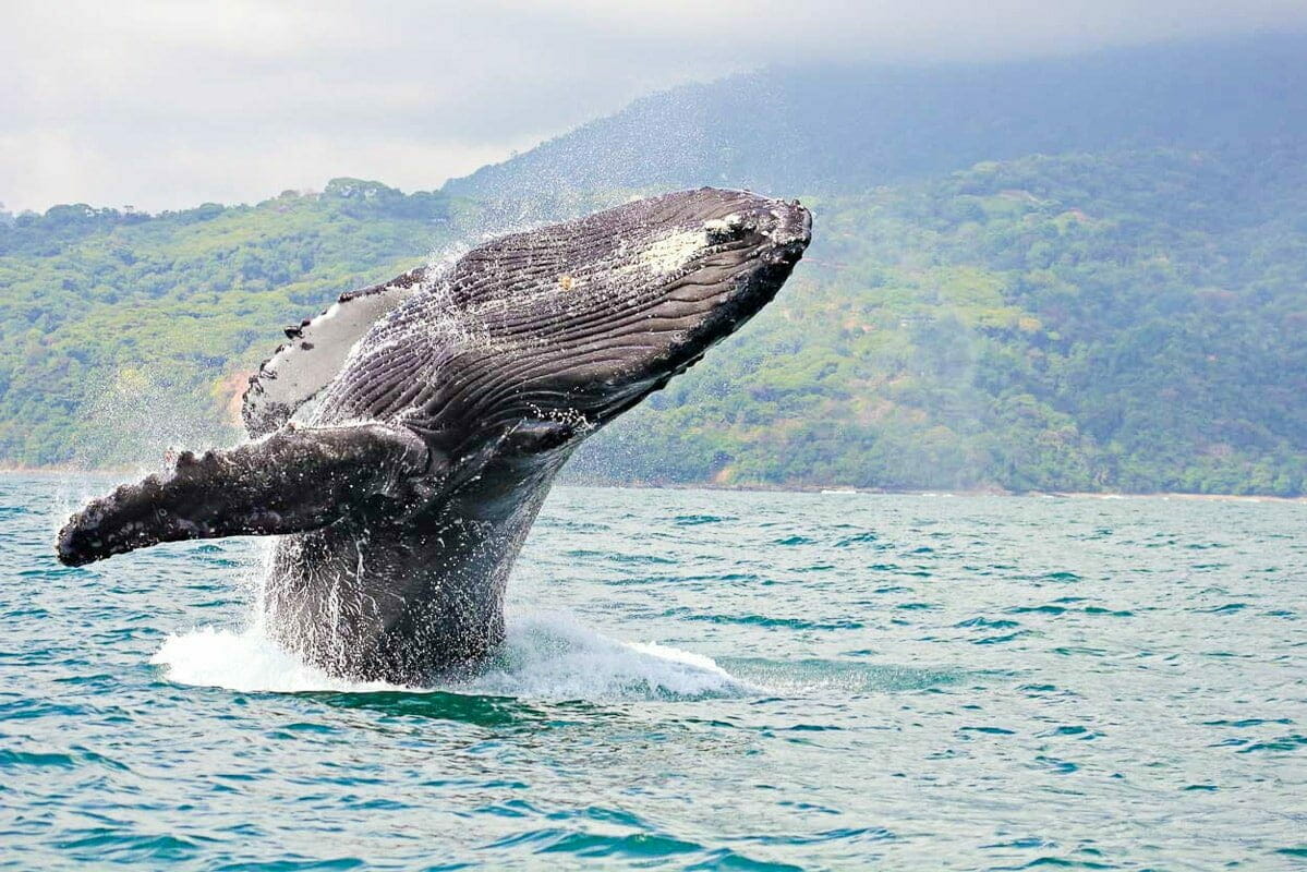 dónde ver ballenas en la Isla Gorgona en la costa pacífica de colombiana