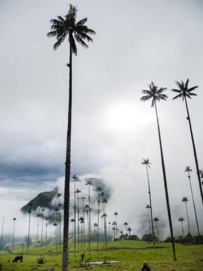 Valle del Cocora, blog de viaje por Colombia
