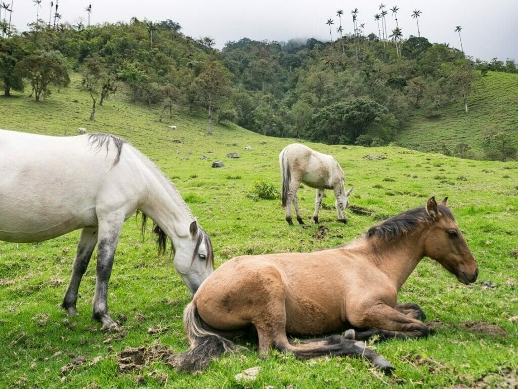 Valle del Cocora, blog de viaje por Colombia