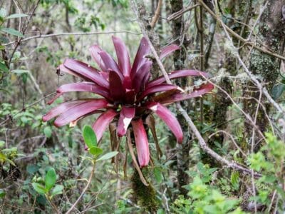 Valle del Cocora, blog de viaje por Colombia
