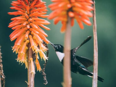 Valle del Cocora : Una caminata imperdible