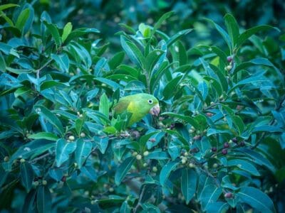 Minca en la Sierra Nevada de Santa Marta, blog de viaje por Colombia