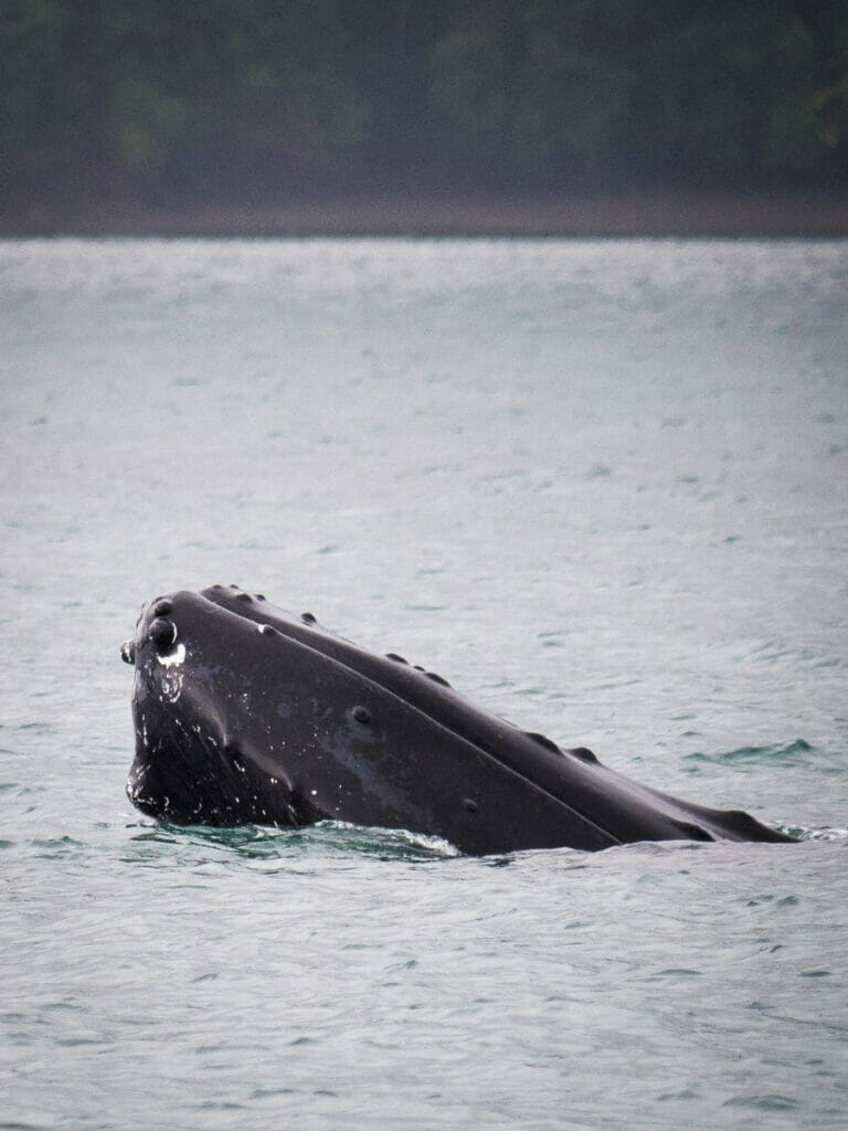 obseraParque natural de Utria, Choco, blog de viaje por Colombiavation des baleines à playa blanca parc utria pacifique colombie