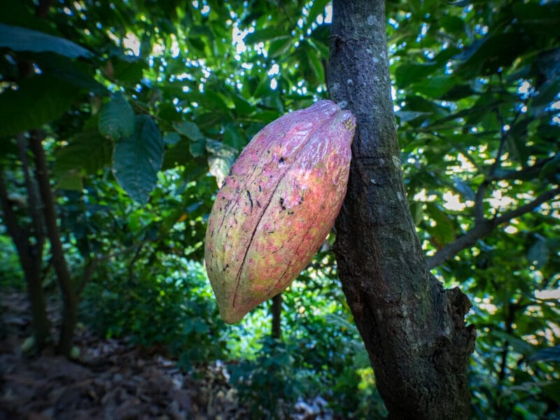 Conocer Minca, Sierra Nevada de Santa Marta