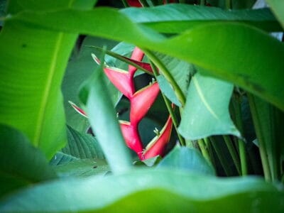 Minca en la Sierra Nevada de Santa Marta, blog de viaje por Colombia