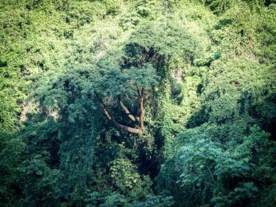 Minca en la Sierra Nevada de Santa Marta, blog de viaje por Colombia