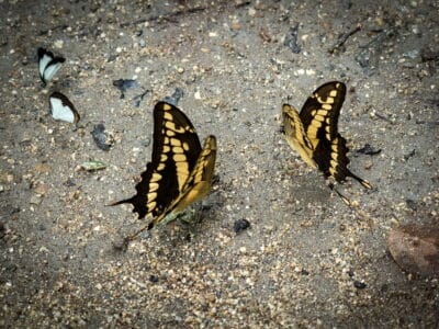 Minca en la Sierra Nevada de Santa Marta, blog de viaje por Colombia