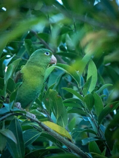 Minca en la Sierra Nevada de Santa Marta, blog de viaje por Colombia