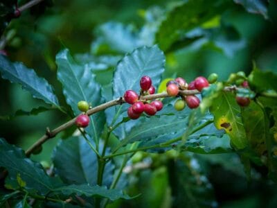Minca en la Sierra Nevada de Santa Marta, blog de viaje por Colombia