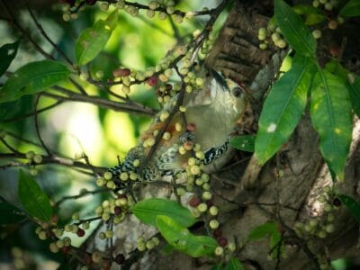 Minca en la Sierra Nevada de Santa Marta, blog de viaje por Colombia