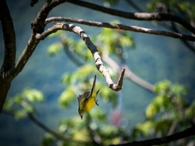 Minca en la Sierra Nevada de Santa Marta, blog de viaje por Colombia