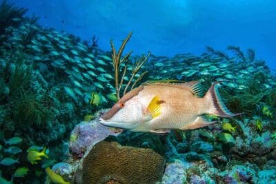 Buceo en Cartagena e las islas del Rosario, blog de viaje por Colombia
