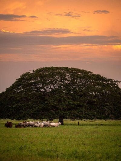 Atardecer llanero, Casanare, blog de viaje por Colombia