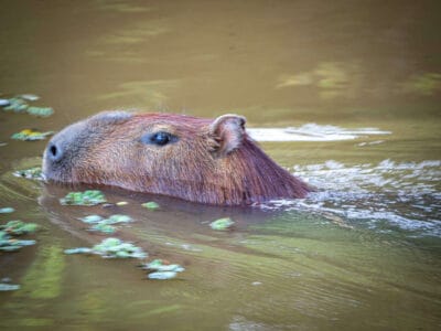 Safari llenero en el Casanare, blog de viaje por Colombia