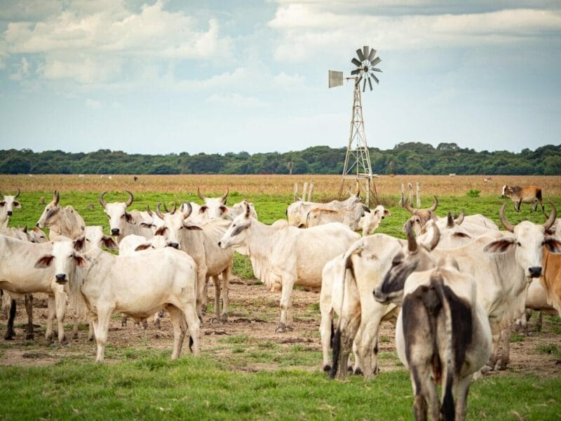 Visitar Casanare, Un Safari mágico en el corazón de los Llanos