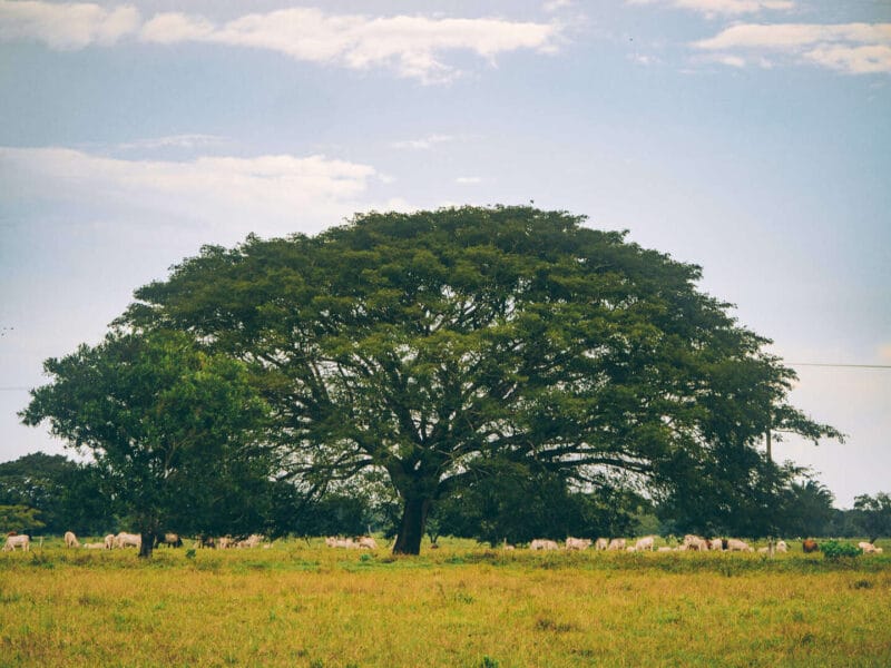 Visitar Casanare, Un Safari mágico en el corazón de los Llanos