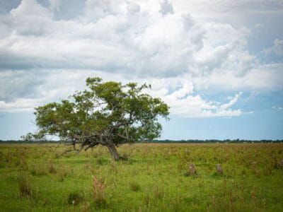 Hato Los deseos, Safari llenero en el Casanare, blog de viaje por Colombia