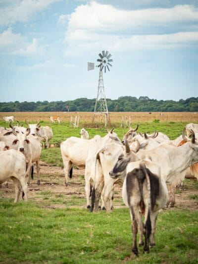 Hato Los deseos, Safari llenero en el Casanare, blog de viaje por Colombia