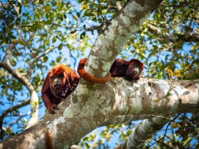 Safari llenero en el Casanare, blog de viaje por Colombia