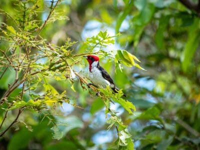 Safari llenero en el Casanare, blog de viaje por Colombia
