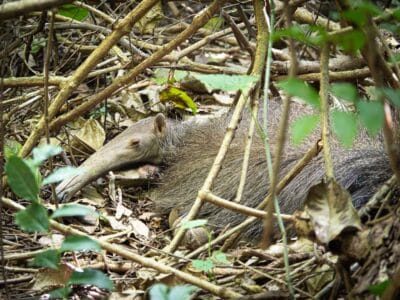 Safari llenero en el Casanare, blog de viaje por Colombia