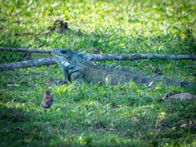 Safari llenero en el Casanare, blog de viaje por Colombia