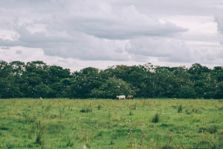 Hato Los Deseos, safari llanero en el Casanare, blog de viaje por Colombia