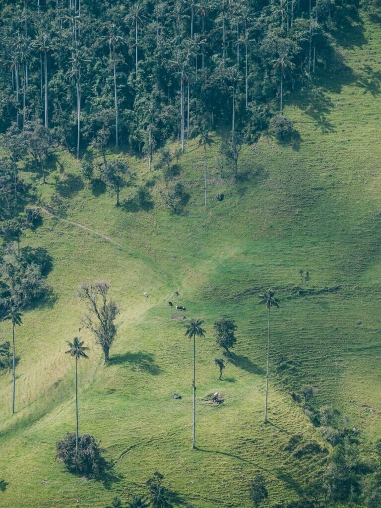 La Carbonera (Tochecito), el bosque de palma de cera más grande de Colombia