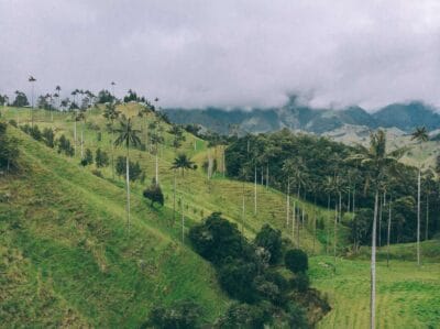 San Felix y el Valle de la Samaria, el otro bosque de Palma de cera
