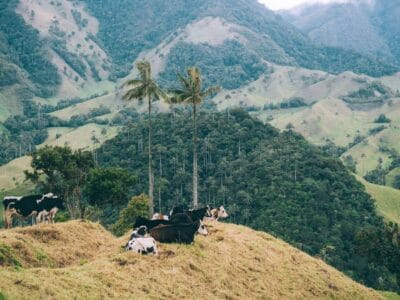 San Felix y el Valle de la Samaria, el otro bosque de Palma de cera