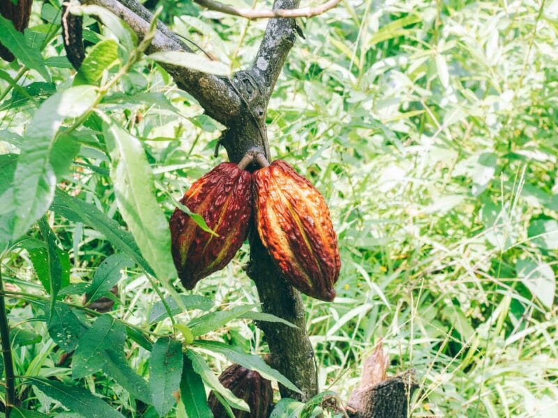 Experiencia de cacao Buritaca