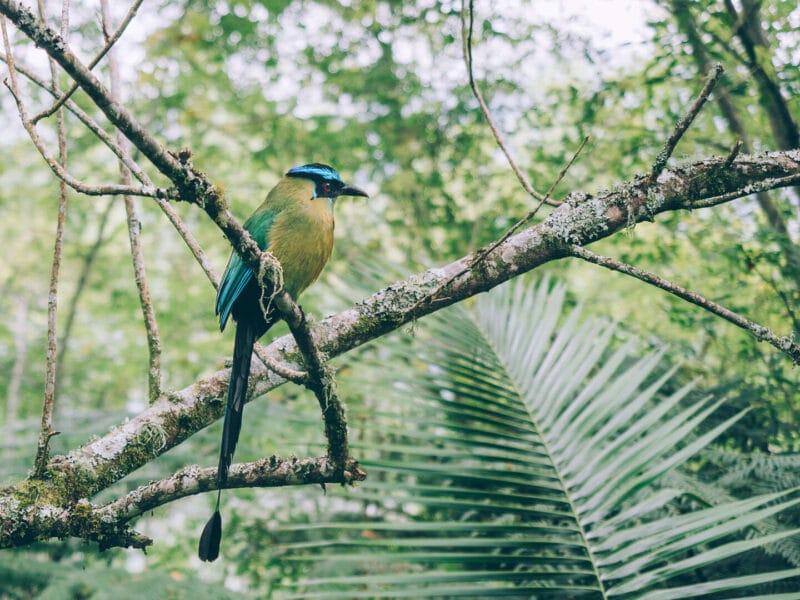 Birdwatching en Colombia, los mejores lugares para el avistamiento de aves