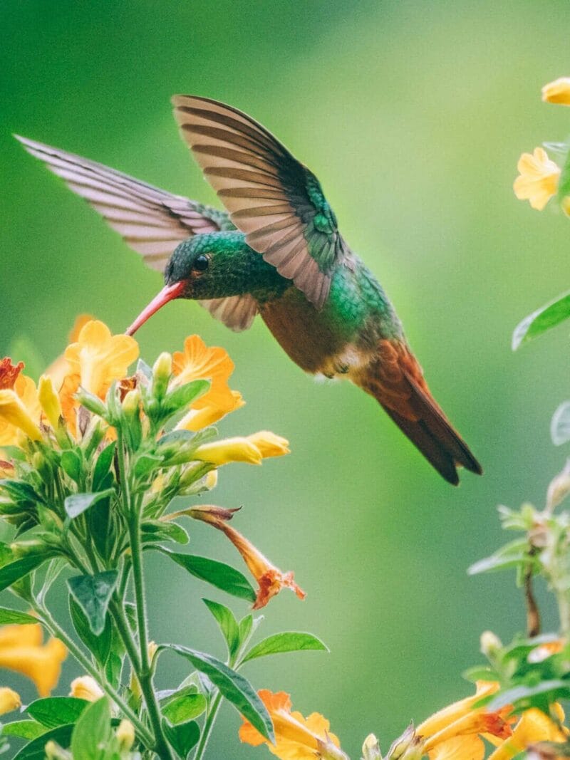 Birdwatching en Colombia, los mejores lugares para el avistamiento de aves