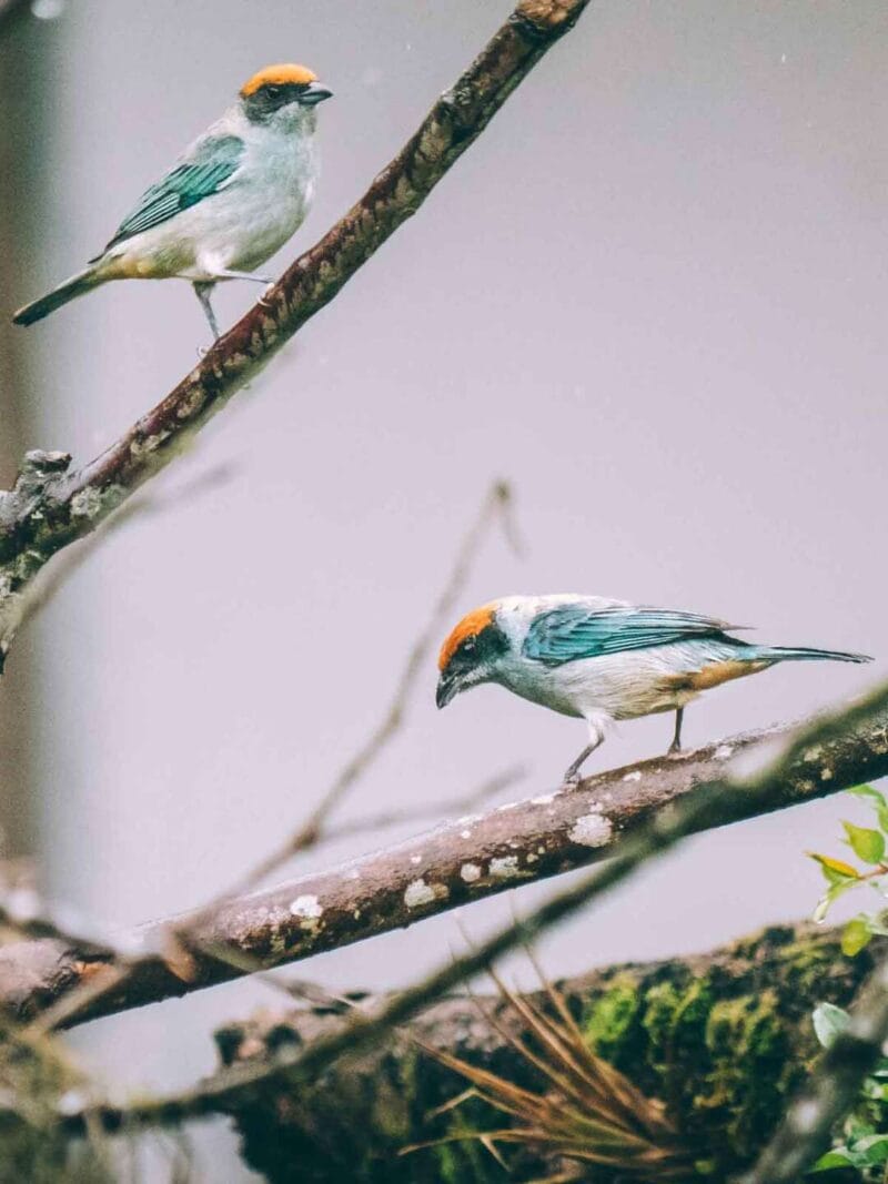 Birdwatching en Colombia, los mejores lugares para el avistamiento de aves