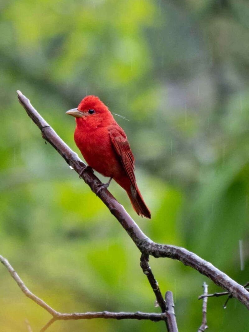 Birdwatching en Colombia, los mejores lugares para el avistamiento de aves