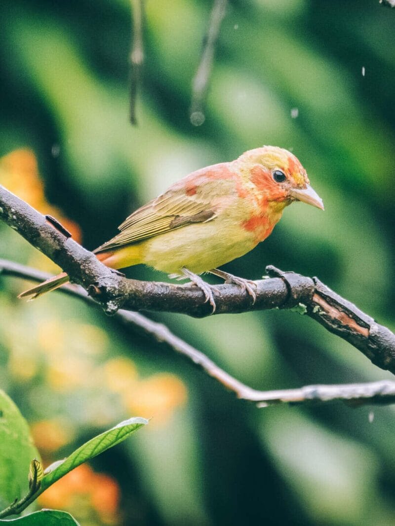 Birdwatching en Colombia, los mejores lugares para el avistamiento de aves