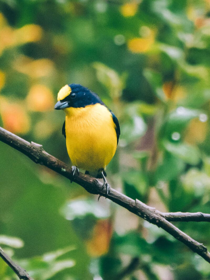 Birdwatching en Colombia, los mejores lugares para el avistamiento de aves