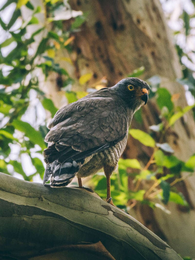 Birdwatching en Colombia, los mejores lugares para el avistamiento de aves