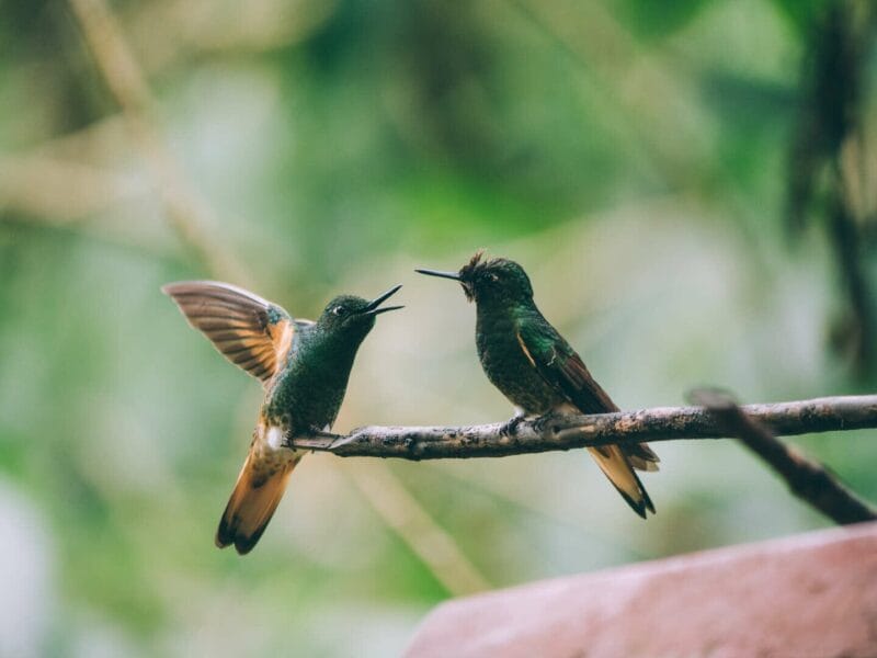 Birdwatching en Colombia, los mejores lugares para el avistamiento de aves