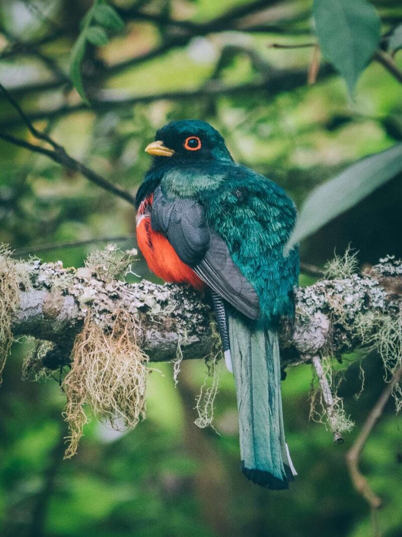 Birdwatching en Colombia, los mejores lugares para el avistamiento de aves