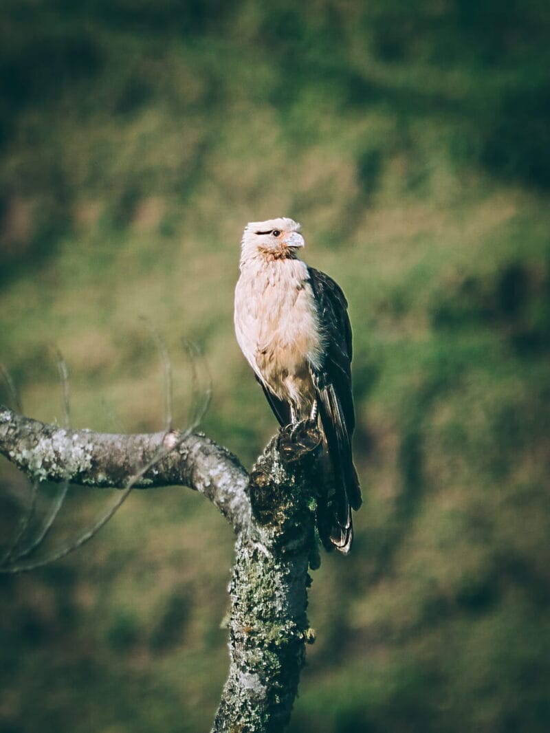 Birdwatching en Colombia, los mejores lugares para el avistamiento de aves