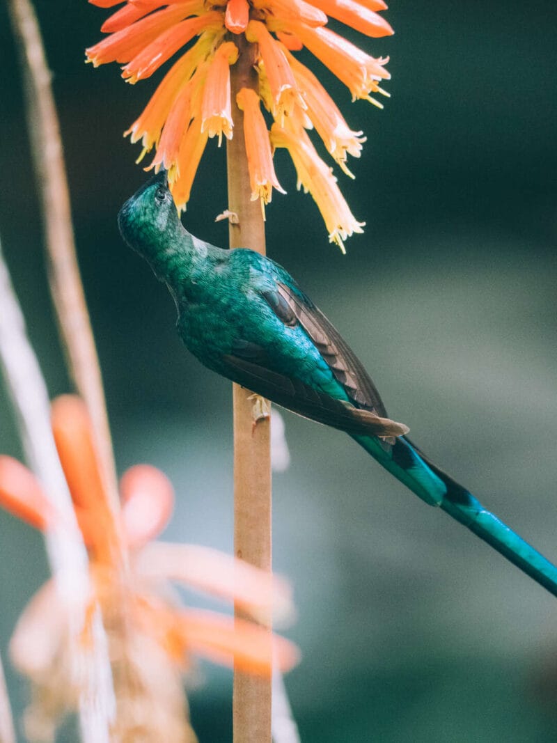 Birdwatching en Colombia, los mejores lugares para el avistamiento de aves