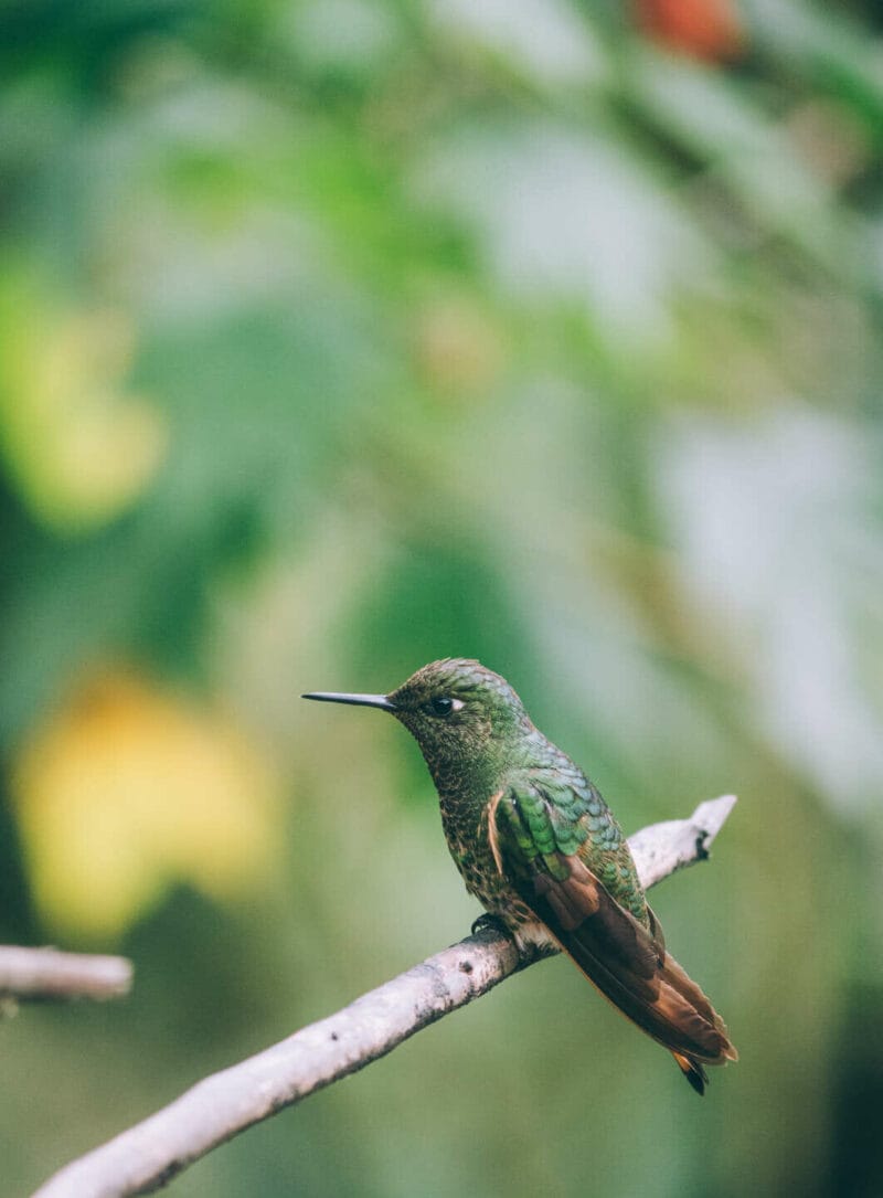 Birdwatching en Colombia, los mejores lugares para el avistamiento de aves