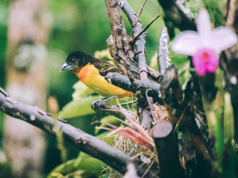 Birdwatching en Colombia, los mejores lugares para el avistamiento de aves