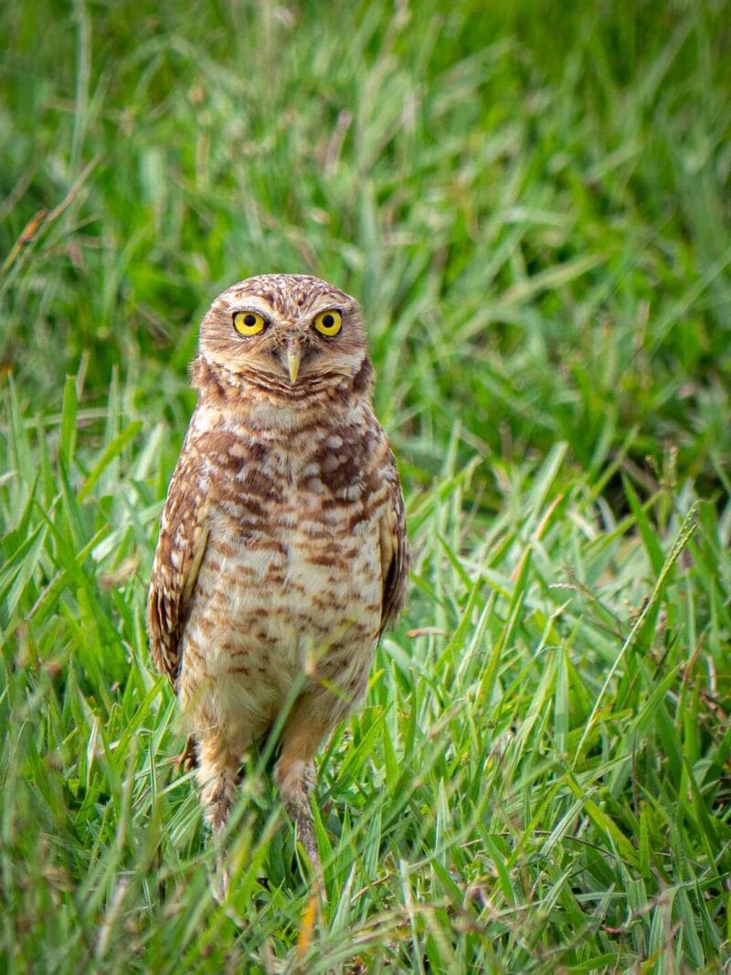 Birdwatching en Colombia, los mejores lugares para el avistamiento de aves