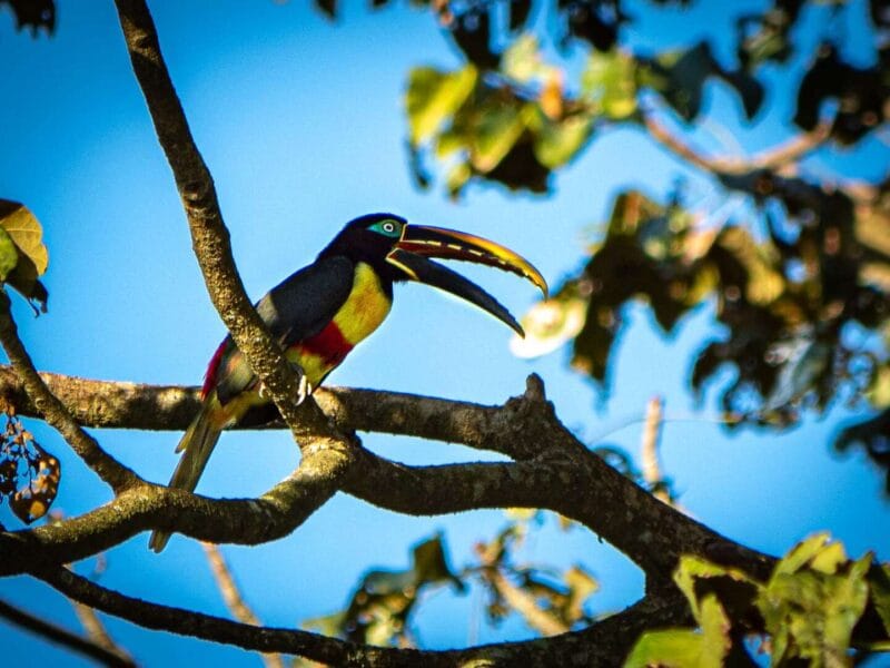 Birdwatching en Colombia, los mejores lugares para el avistamiento de aves