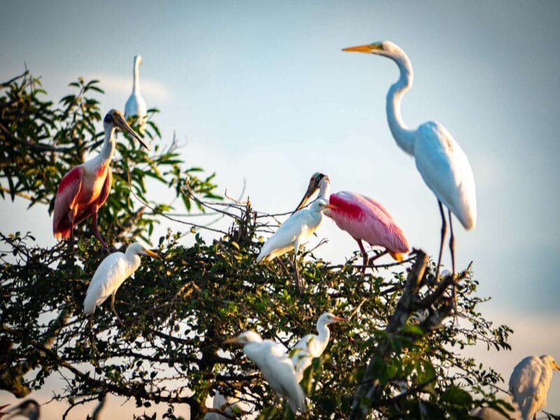 Birdwatching en Colombia, los mejores lugares para el avistamiento de aves