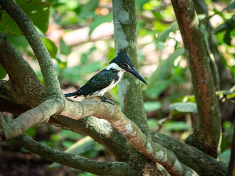 Birdwatching en Colombia, los mejores lugares para el avistamiento de aves
