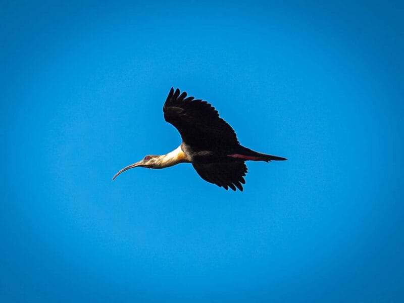Birdwatching en Colombia, los mejores lugares para el avistamiento de aves