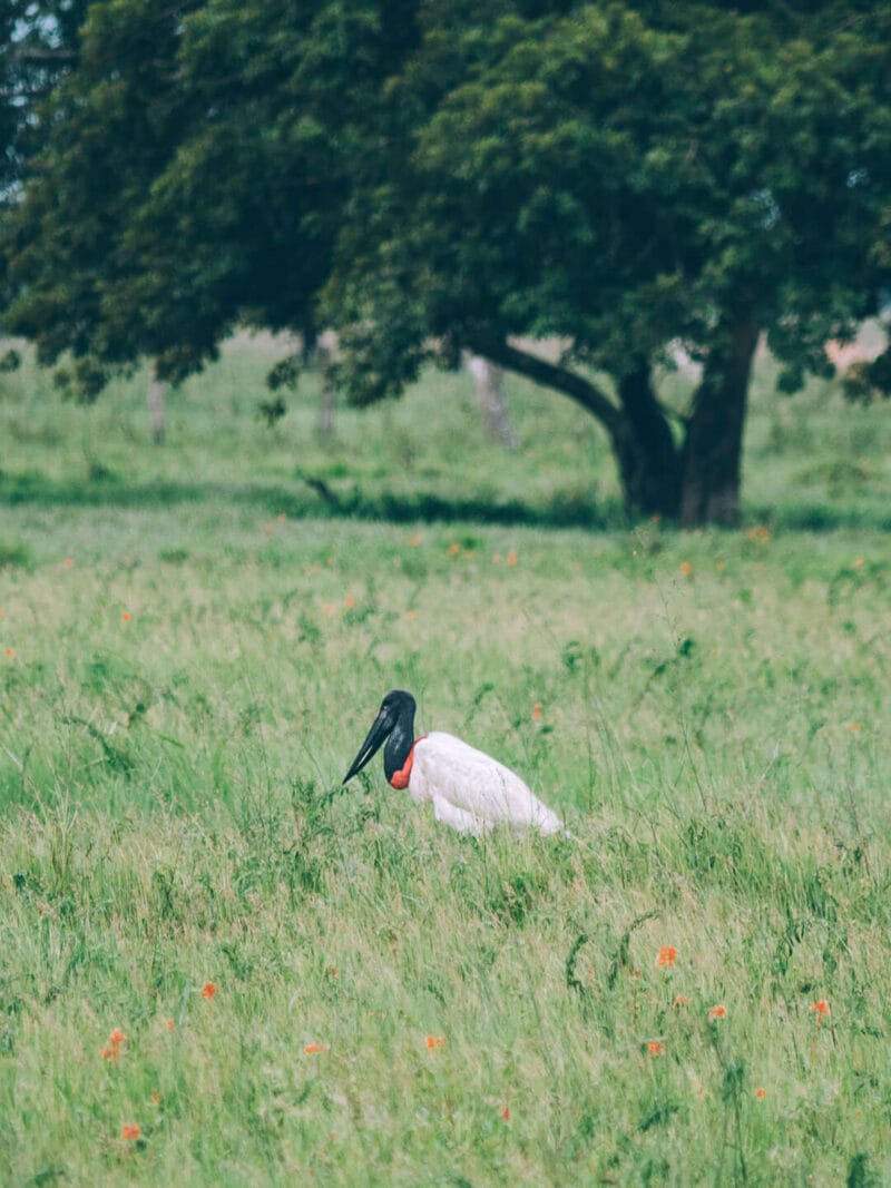 Birdwatching en Colombia, los mejores lugares para el avistamiento de aves